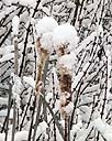 Snow Covered Cattails - 1.jpg